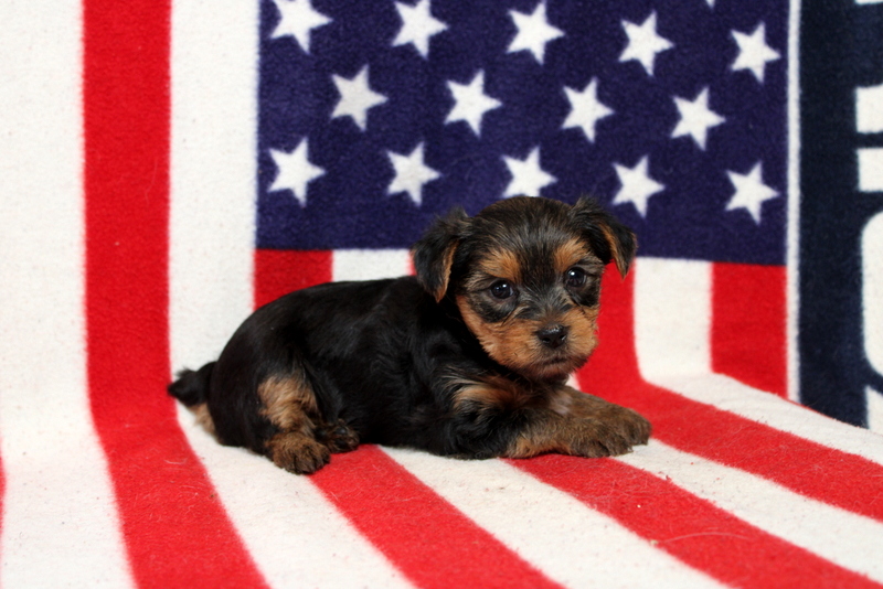 puppy, for, sale, Yorkshire Terrier, Matthew B. Stoltzfus, dog, breeder, Gap, PA, dog-breeder, puppy-for-sale, forsale, nearby, find, puppyfind, locator, puppylocator, aca